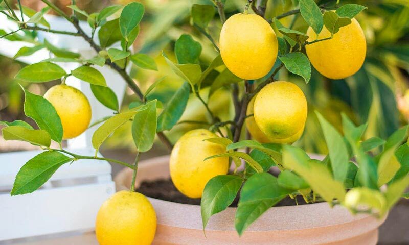 Farmers’ Guide: How To Plant A Lemon In A Cup & Earn Big