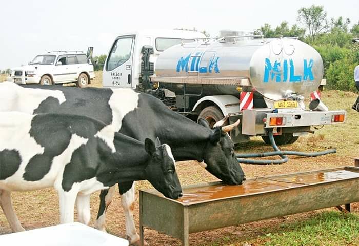 Some Companies Were Illegally Using Uganda To Access Our Market: Ruto On Why He Banned Uganda Milk