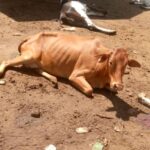 UPDF Speaks Out On Massive Shooting Of Cows In Nakapiripirit District