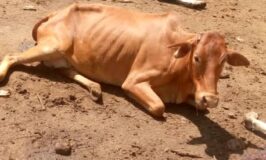 UPDF Speaks Out On Massive Shooting Of Cows In Nakapiripirit District