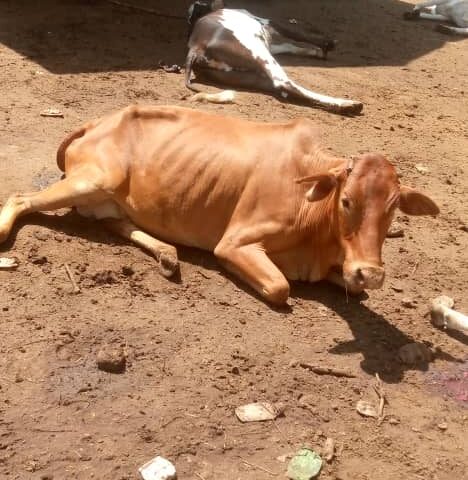 UPDF Speaks Out On Massive Shooting Of Cows In Nakapiripirit District