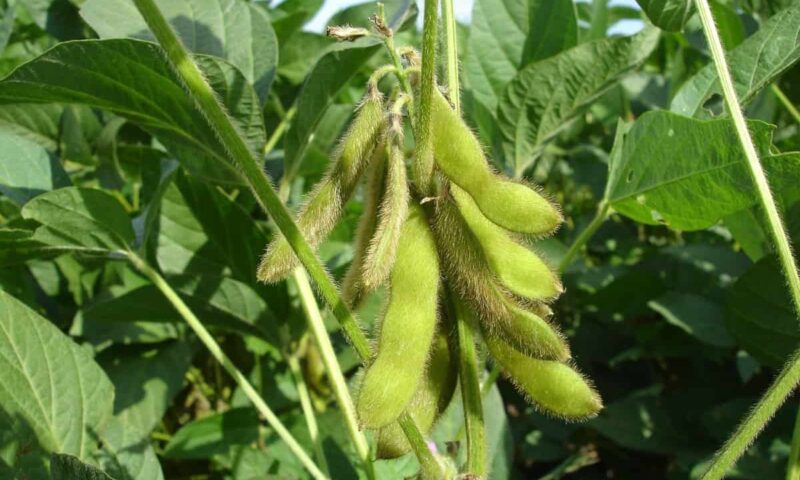 Farmer’s Guide: Here Are Fertilizer Considerations For Soybeans