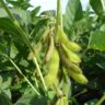 Farmer’s Guide: Here Are Fertilizer Considerations For Soybeans