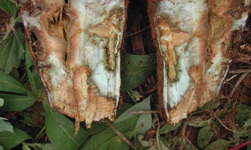 Farmer’s Guide: Here Is Why Cassava Rots In Ground & How To Avoid It