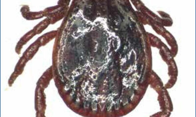 Farmer’s Guide: Here Is How To Deal With Tick-borne Diseases Of Livestock