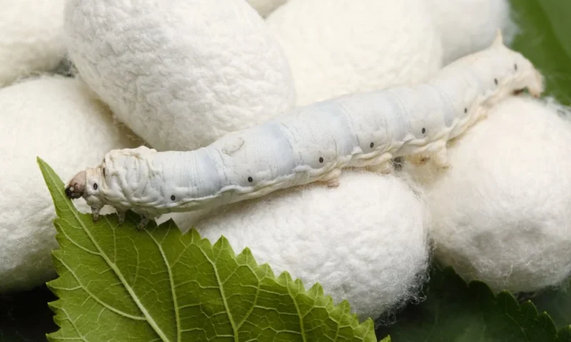Parliament Backs Move To Revive Silkworm Project To Out-Compete Coffee As Uganda’s Leading Foreign Exchange Earner